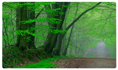 DNSEMP-C-128-Forest Serenity Forest Path